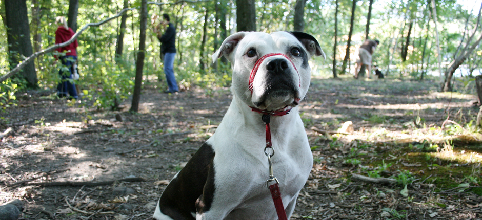 training for reactive dogs near me