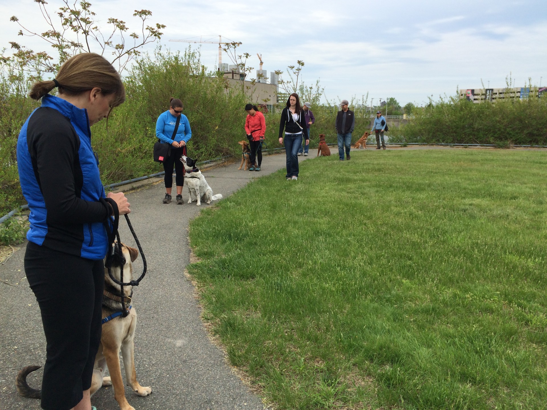 petco dog training howell township